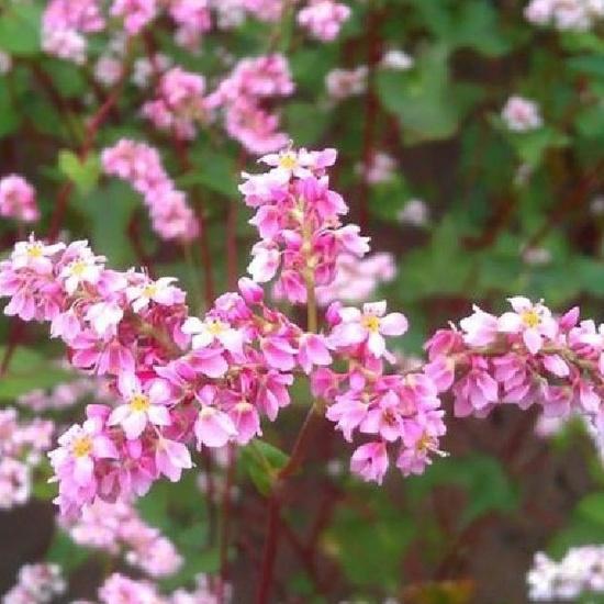 Combo 2 gói hạt giống hoa tam giác mạch ,hạt giống tốt -1 gói 10 gram