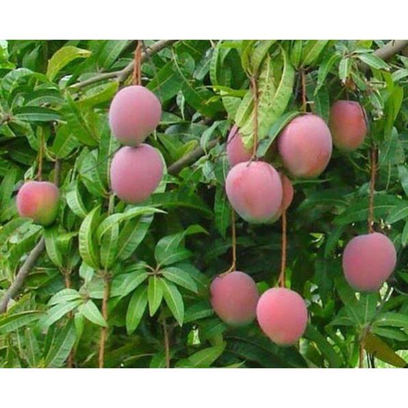 Giống xoài tím mã lai