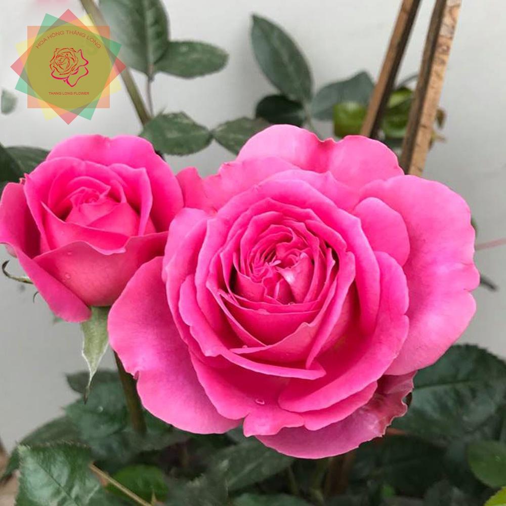 Cây hoa hồng ngoại Bernadette Lafont, hồng siêu thơm  cánh dày - Hoa hồng Thăng Long Flower