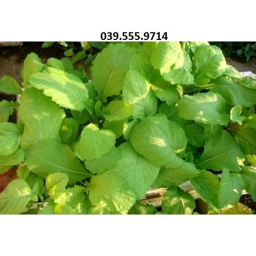 Hạt Giống Cải Canh Mơ Cao Sản -100gam