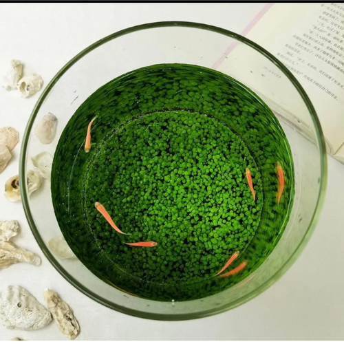 Phân nền thủy sinh