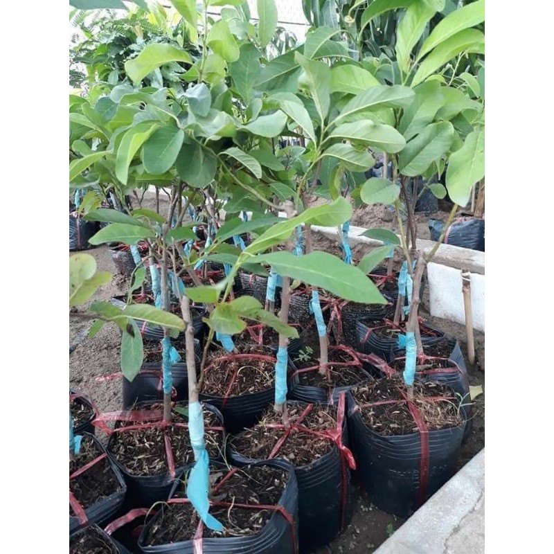 CÂY GIỐNG MÃNG CẦU NA