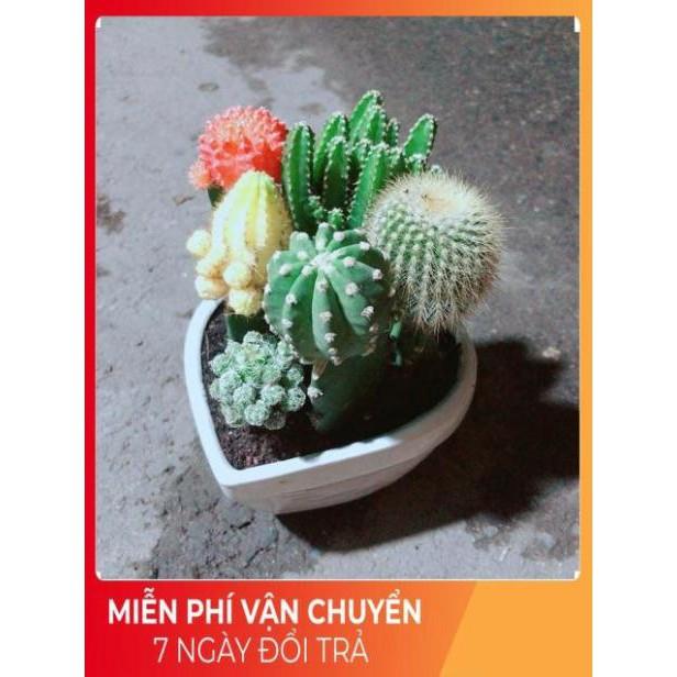 Chậu Xương Rồng Mix
