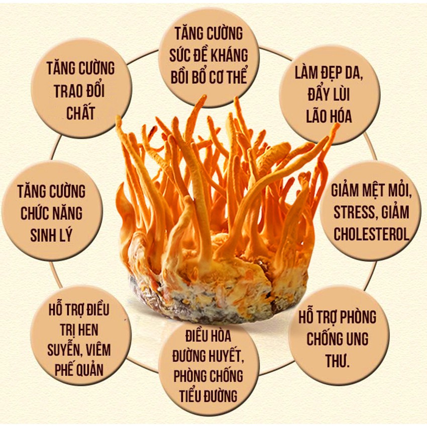 Đông trùng hạ thảo &quot;Cordyceps&quot; Sấy thăng hoa giúp tăng đề kháng mạnh, ngủ ngon, giảm mệt mỏi