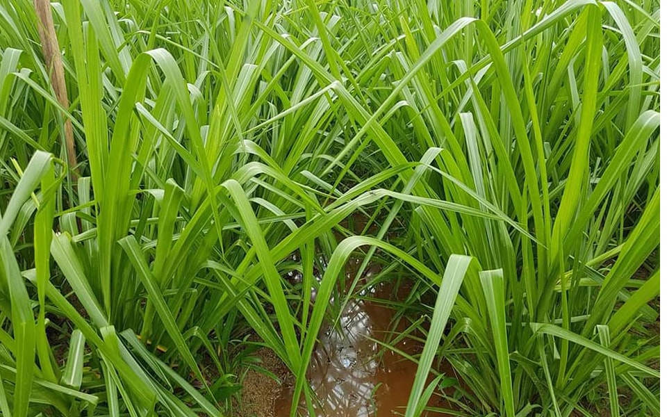 5 Loại Hạt Giống Cỏ Chăn Nuôi - Hạt Cỏ Voi, Alfalfa Linh Lăng, Paspalum,Mombasa Ghine, Yến Mạch