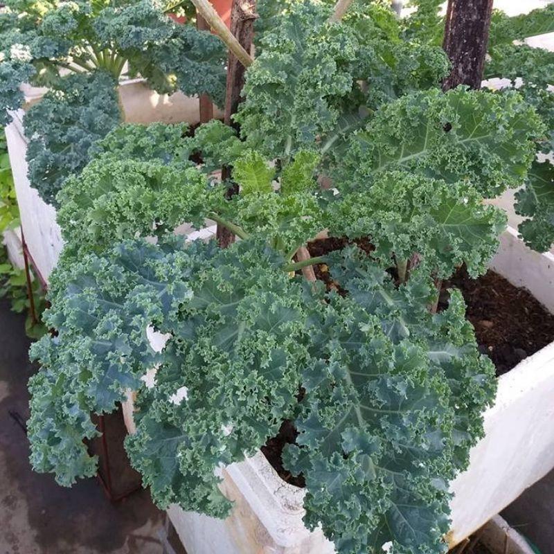 Hạt giống cải Kale Rado 686 gói 5gr - DỄ TRỒNG nhanh thu hoạch