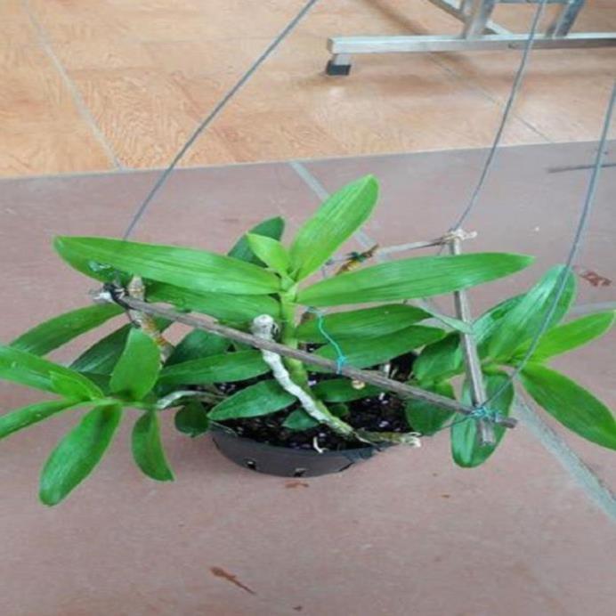 Hoa lan trầm tím thái lan