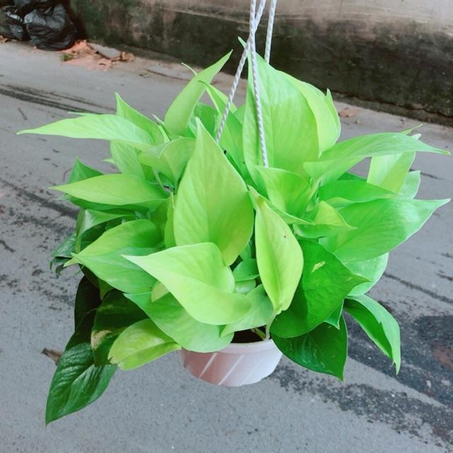 Trầu Bà Thái Vàng Size Đại