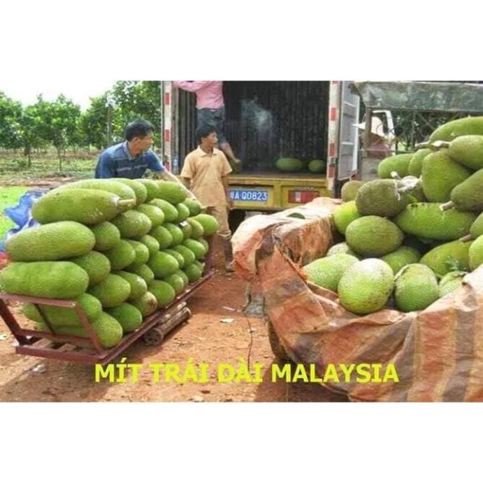 Sản phẩm MIT TRÁI DÀI MALAIXIA CHUẨN GIỐNG