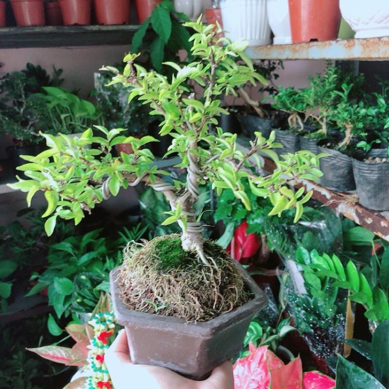 Chậu Mai Chiếu Thuỷ Bonsai