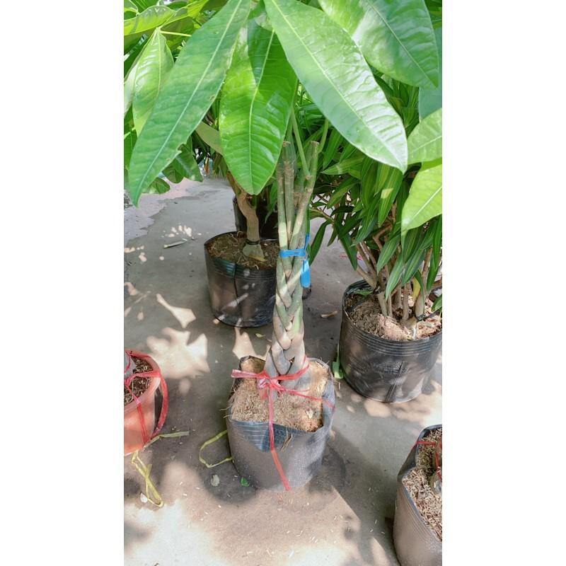 Cây Kim Ngân Bính Lớn