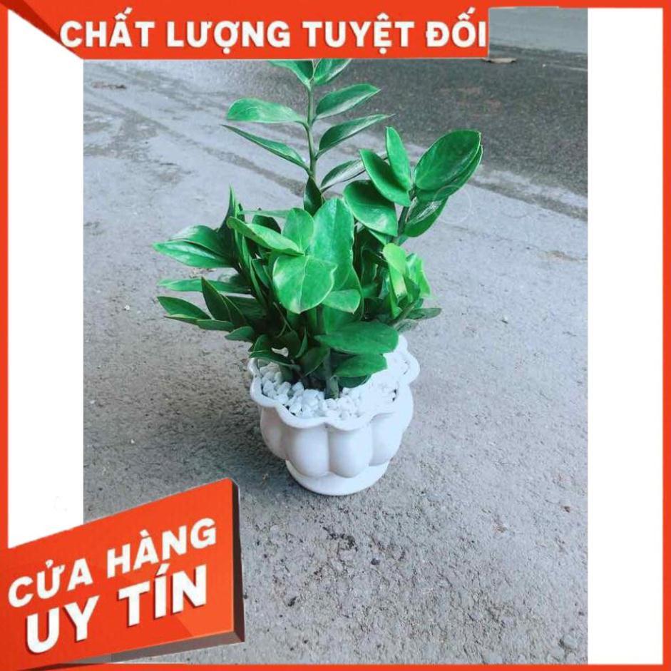 Chậu Kim Tiền Nhiều Người Mua