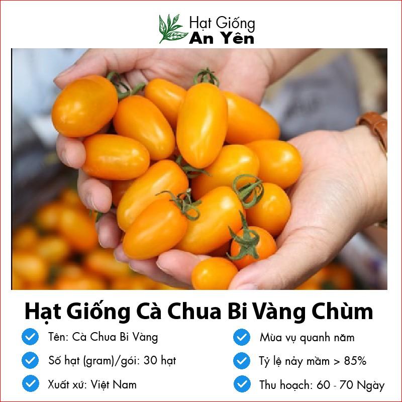 Hạt giống Cà Chua Bi Vàng thu hoạch sớm, dễ trồng, nảy mầm cao, sinh trưởng khoẻ