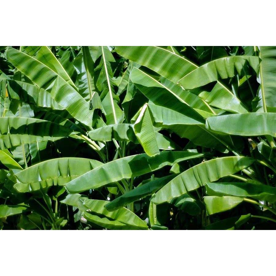 1kg lá chuối khô sạch cây nhà trồng - hàng nhà làm thủ công