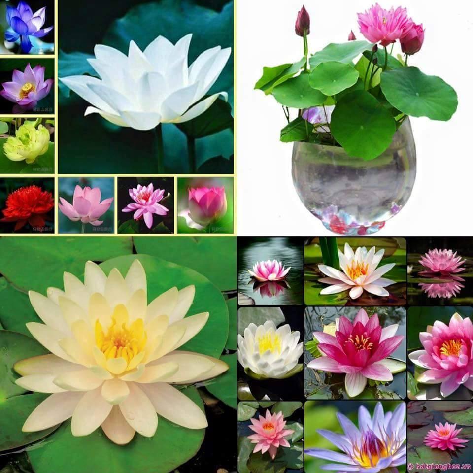 Hạt giống hoa sen mini nhật mix màu-Gói 8 hạt/tặng kèm gói kích mầm