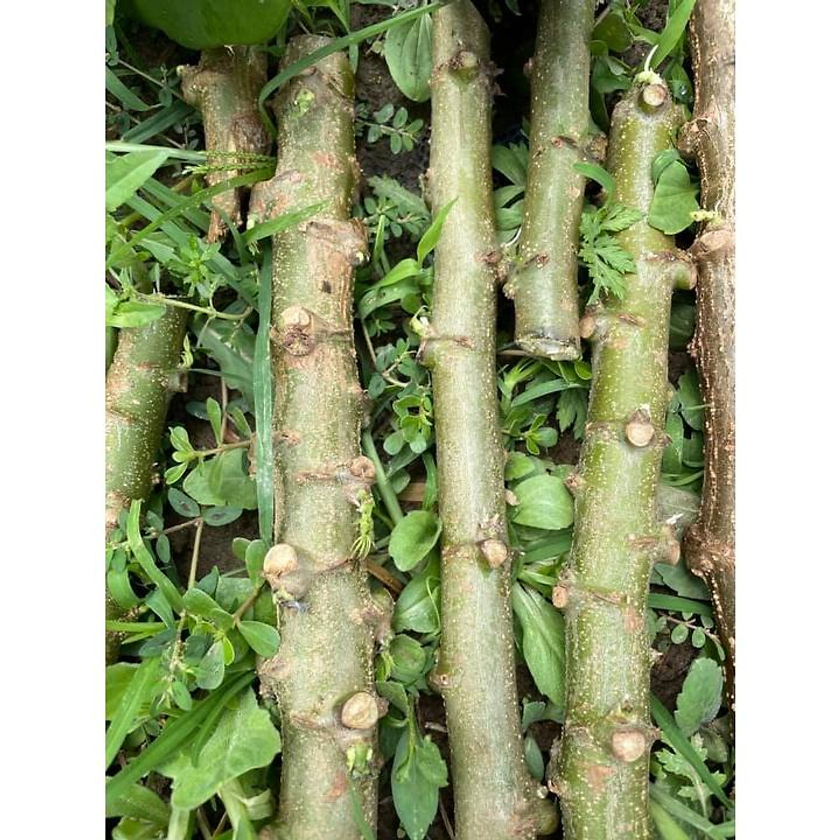 Cây Giống Khoai Sắn,Khoai Mì Ruột Vàng