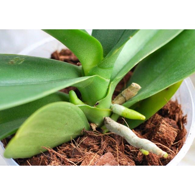 GIÁ THỂ TRỒNG LAN DỪA MIẾNG TRIBAT