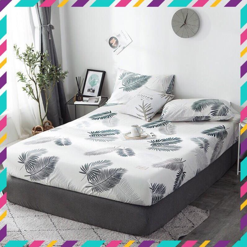 Bộ ga gối cotton living - mẫu Lá Cọ Trắng