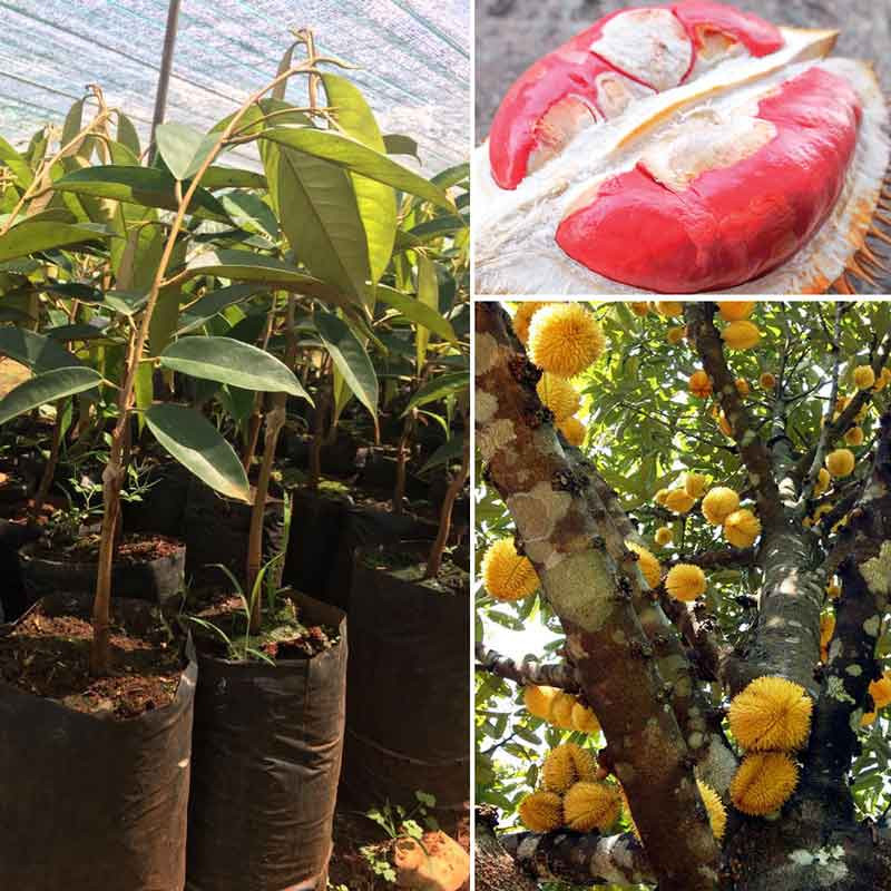 Cây Giống Sầu Riêng Ruột Đỏ
