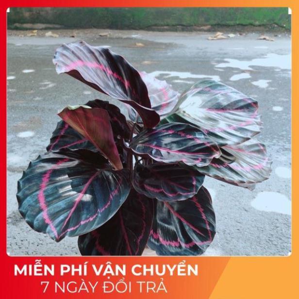 Chậu Đuôi Công Tím