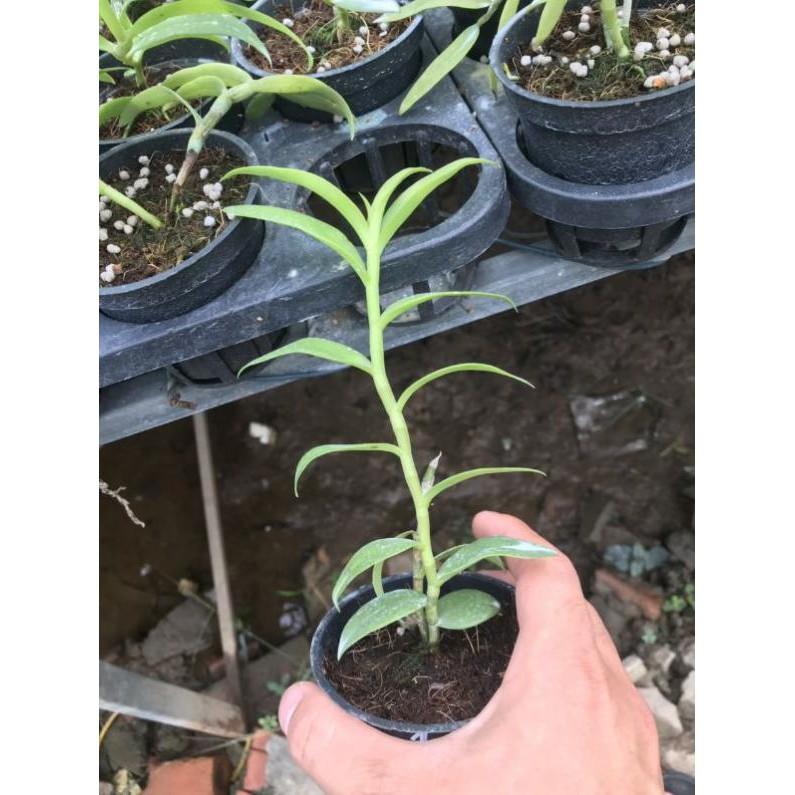Sản Phẩm hoa phong lan - phi điệp phú thọ mắt đỏ