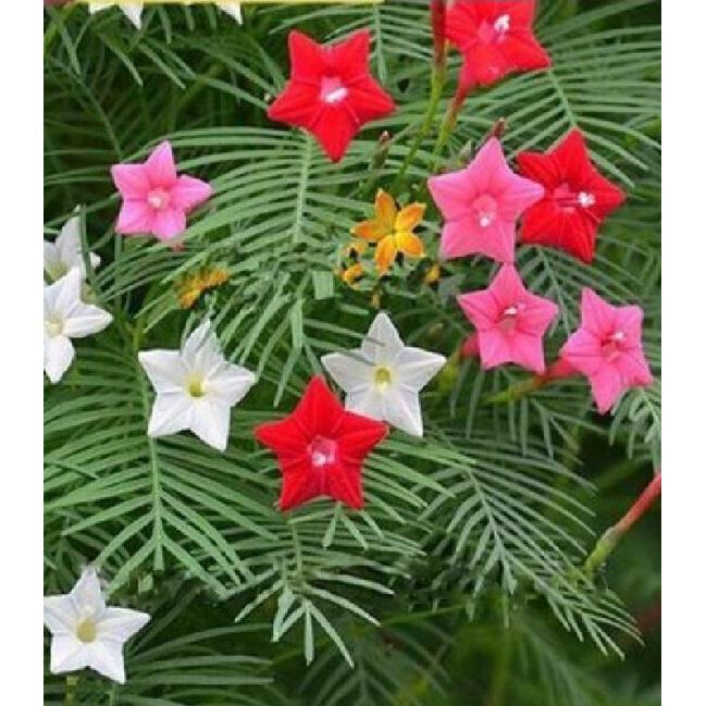 Combo 3 gói hạt giống hoa leo dàn tóc tiên -tặng kèm 1 gói kích thích nảy mầm