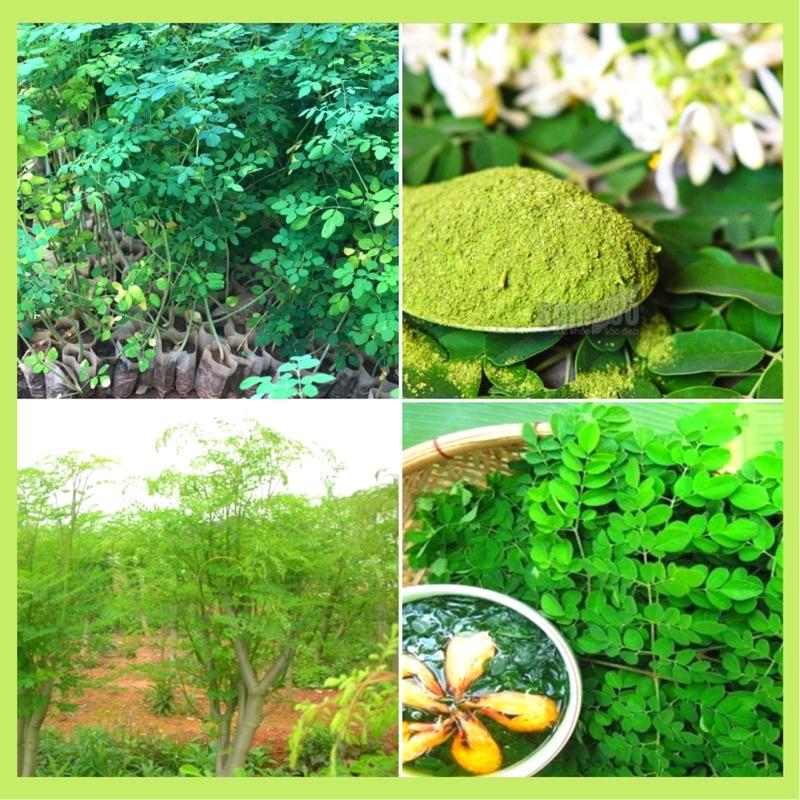 Combo 2 cây chùm ngây một loại cây có giá trị dinh dưỡng cao.