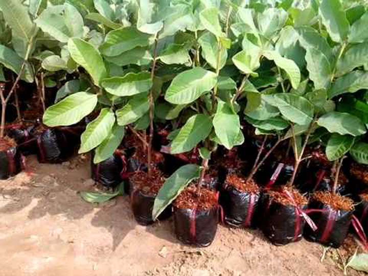 Cây Giống ổi không hạt MT1