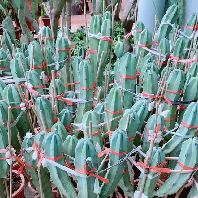 Xương Rồng Bụi Cao 60-80cm