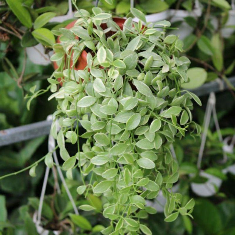 Cây Đô La Hạt Dưa Treo