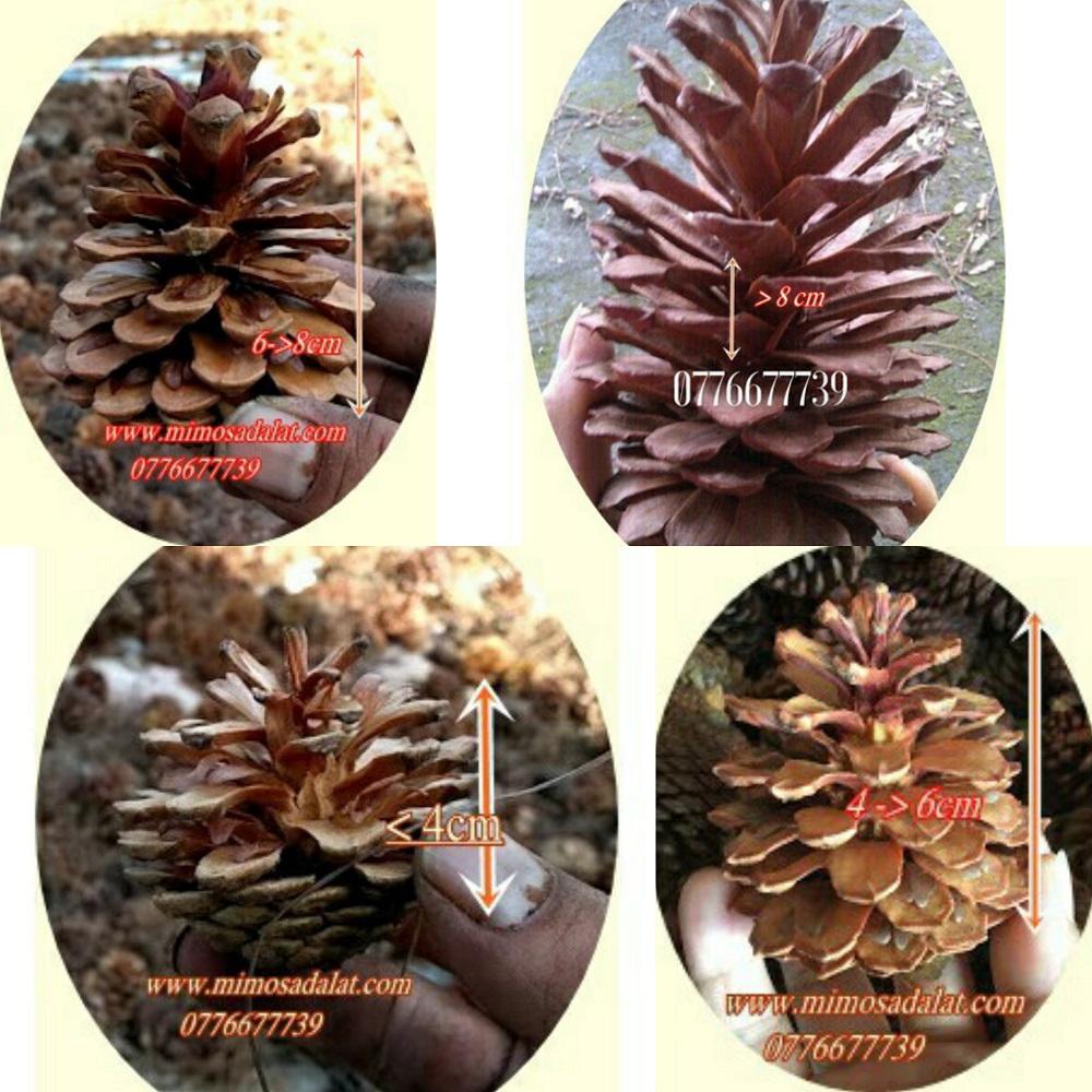 20 quả thông lớn cao từ 8 đến 15cm