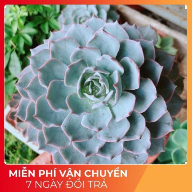 Sen Đá Hồng Phấn Size Đại