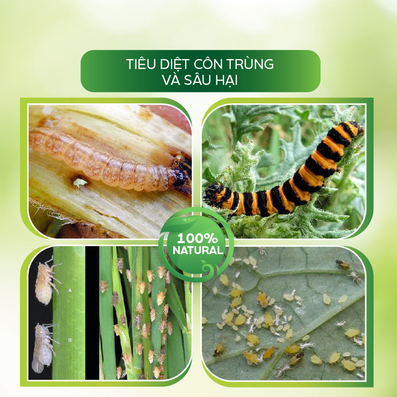 Chế Phẩm Tiêu Diệt Sâu Sinh Học AT Mebe Đậm Đặc 1kg Diệt Trừ Sâu Hại, Rầy Phấn Trắng, Rệp, Bọ Trĩ, Sâu Đục Thân, Bọ Xít