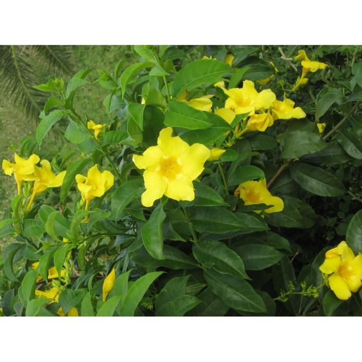COMBO 10 BẦU CÂY GIỐNG HOA KHUYÊN VÀNG SIÊU ĐẸP