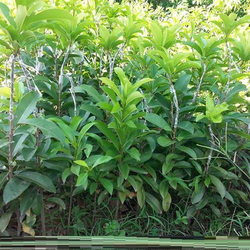Cây HỒNG XIÊM XUÂN ĐỈNH