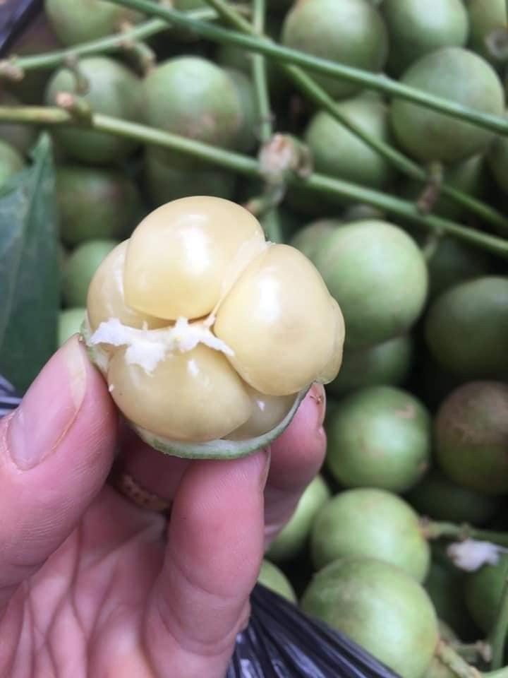 Cây Giống Dâu Da Xanh