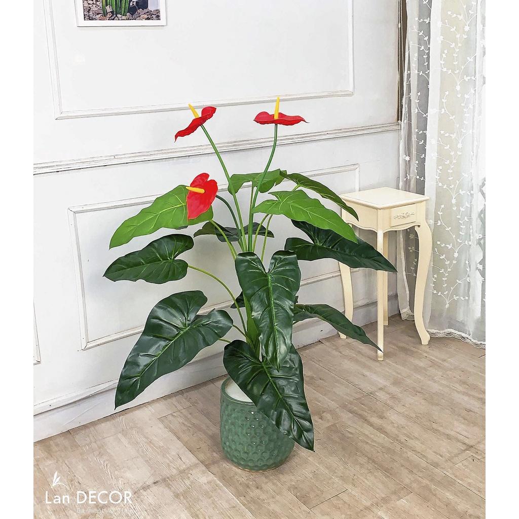 CÂY HOA HỒNG MÔN CAO 120CM - LC2373
