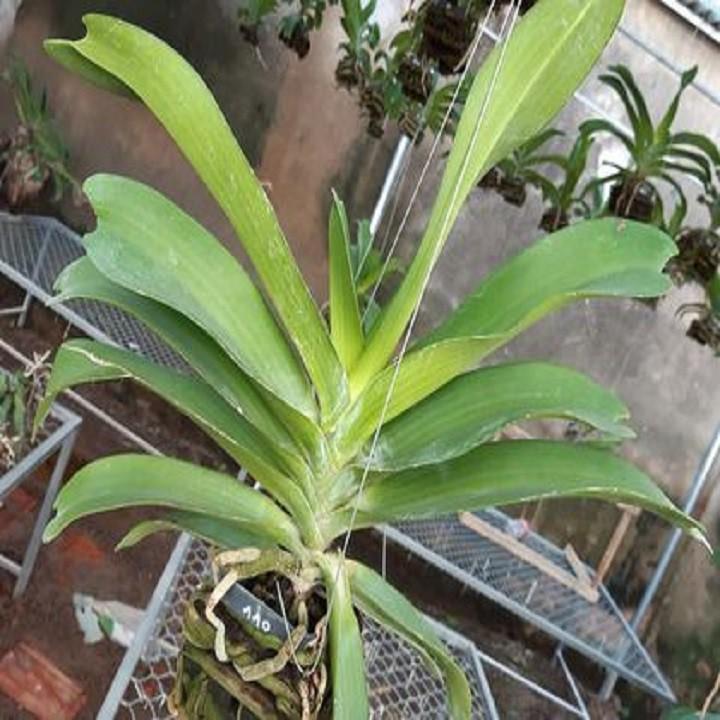 Hoa lan giáng hương ngọc điểm trắng