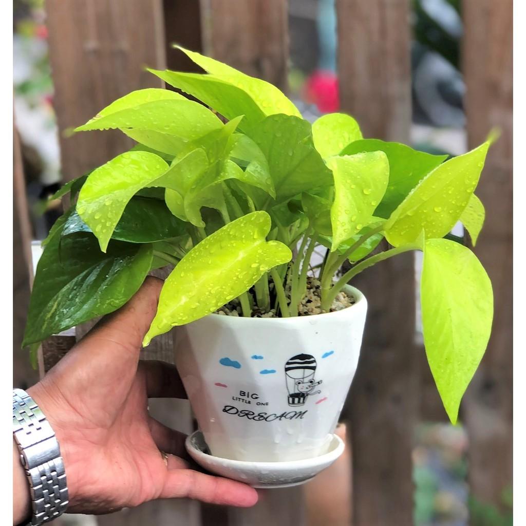 Chậu sứ cây trầu bà Thái vàng tặng kèm đá trang trí