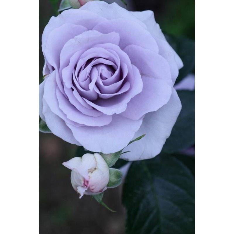 Hoa hồng ngoại Blue Bajou tím hoa cà