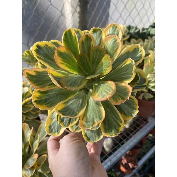 Cây mũ đục euphorbia var, kì lân var, poissonii_Ảnh thật