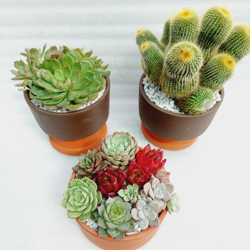 Chậu đất nung Bình Dương - Trụ lùn, miệng chậu 15cm, chiều cao 7cm
