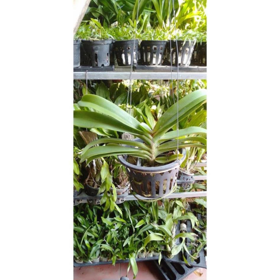 Hoa phong lan đai châu bò sữa cây khủng