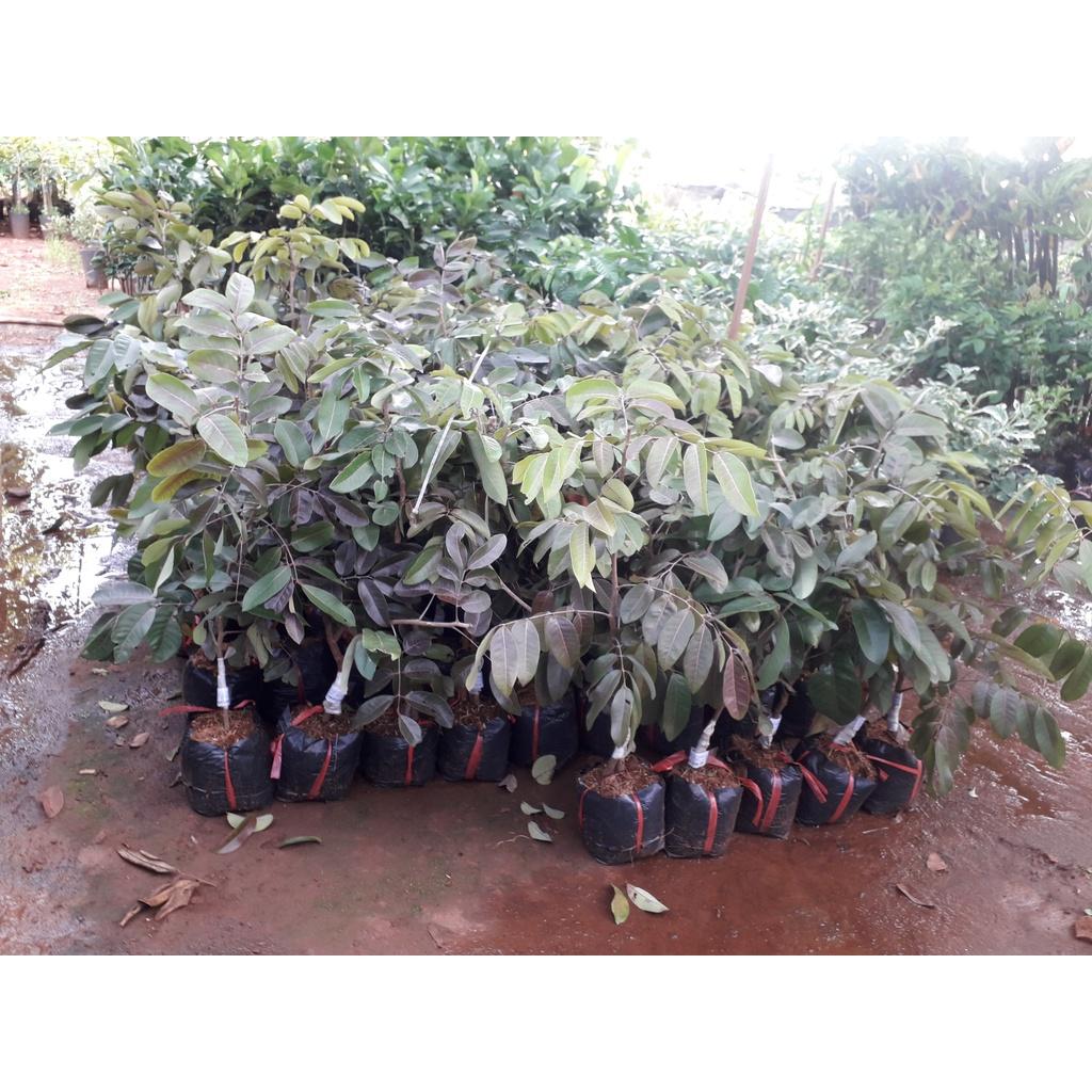Cây giống NHÃN LONG TÍM )