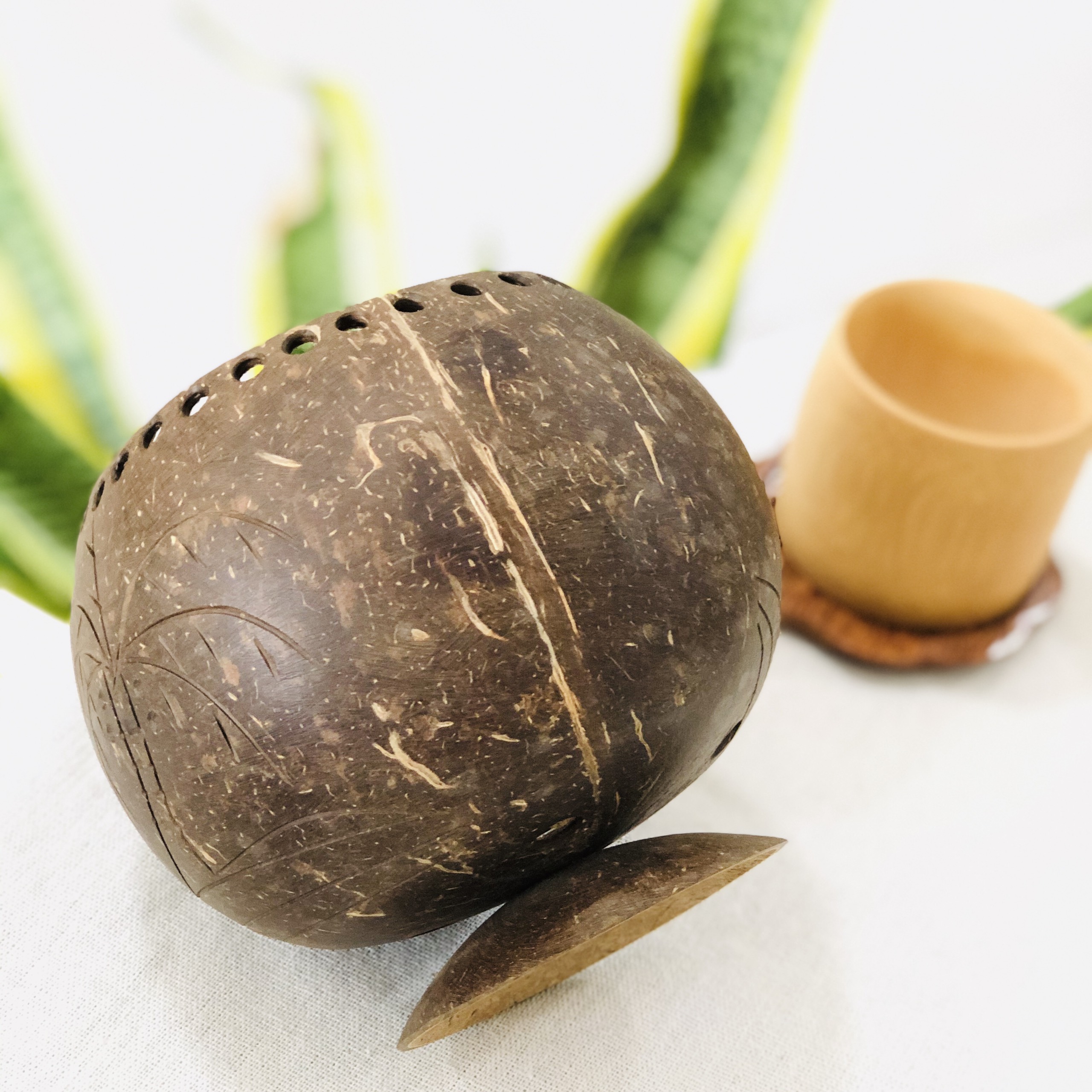 Gáo dừa trồng cây để bàn trưng trang trí