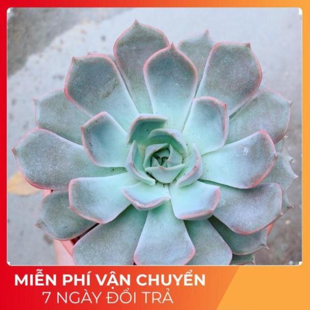 Sen Đá Size Đại 2