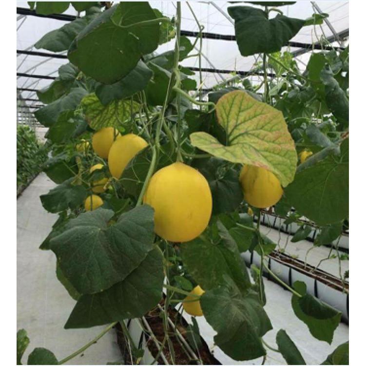 Hạt giống dưa kim cô nương Siêu Ngọt 10 hạt/gói