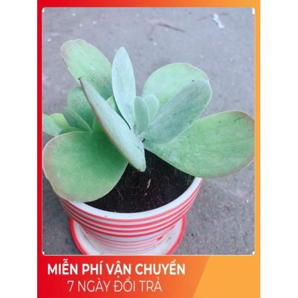 Sen Đá Cánh Bướm