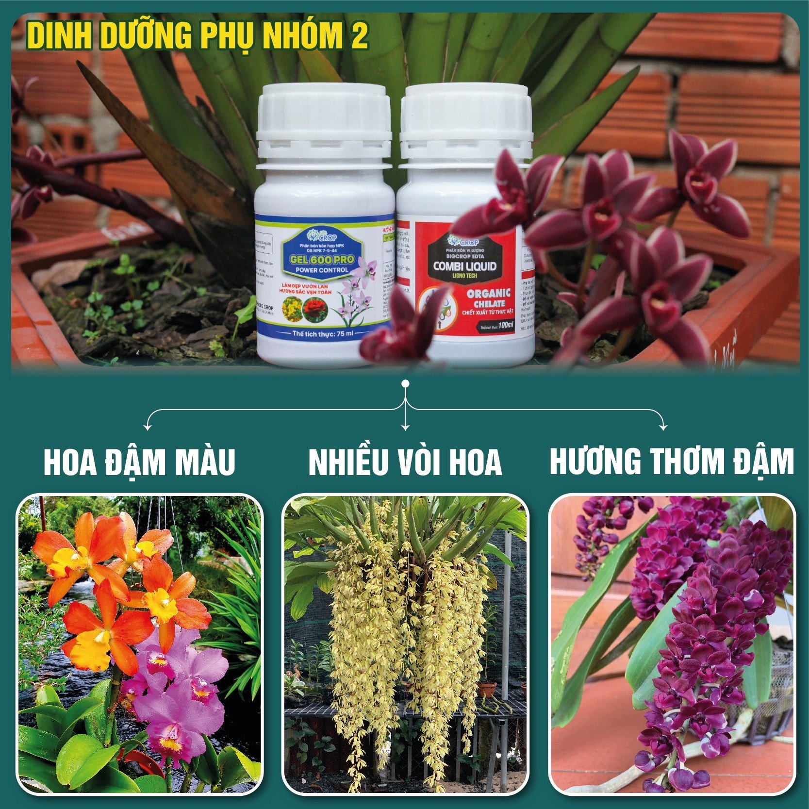 NHÓM 2 COMBO8 100 - Phân bón làm hoa, giúp vòi dài, hoa thơm, lâu tàn, giúp cây chống chọi nắng nóng, lạnh rét size lớn