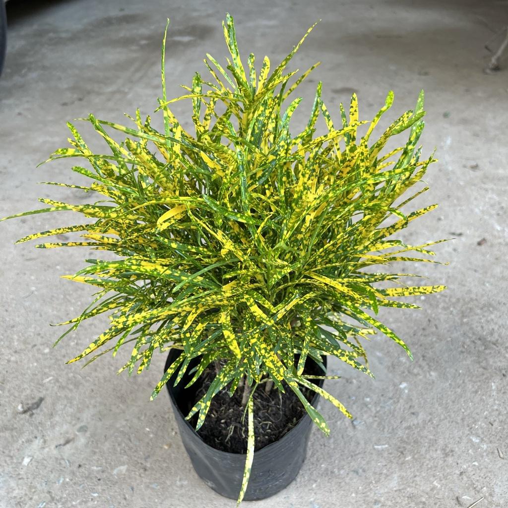 Cây cô tòng đuôi lươn cao 25-30cm, cây cảnh trang trang trí quán cà phê, ban công, sân vườn và ven tường